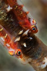 Twins - whip coral gobies South Maui - 105mm by Mike Roberts 